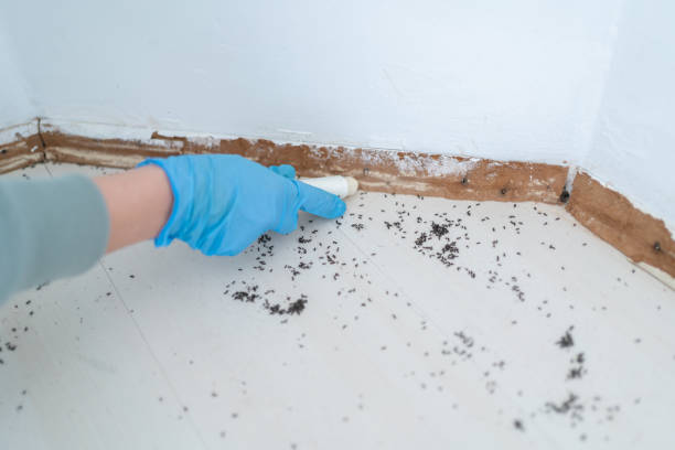 Real Estate Pest Inspections in Youngsville, PA